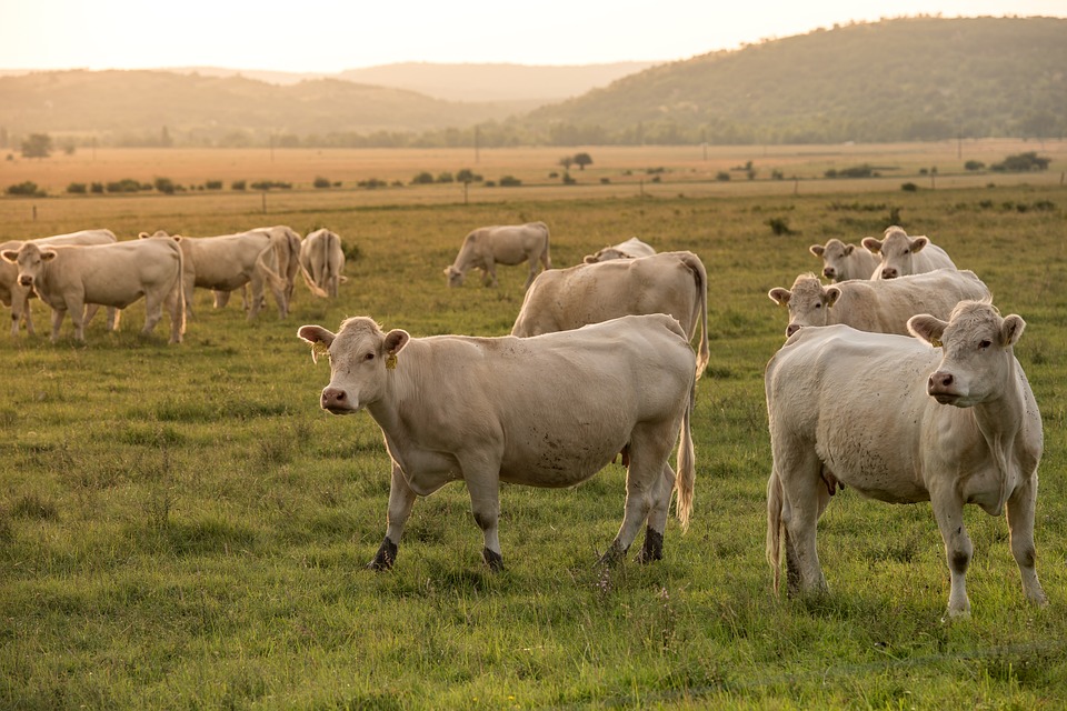 beef-3541869_960_720 beef-3541869_960_720